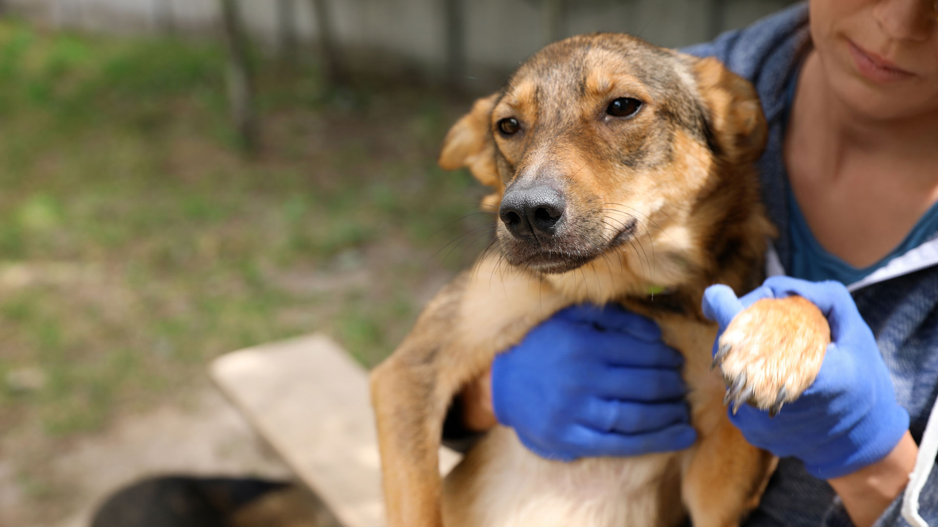 ADmigos Foundation - Supporting Animal Rescues, The Arts & Alzheimer’s ...