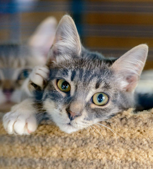 Rescued cats in cat bed